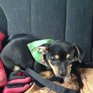 Meet your Posher, Steve